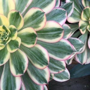 Meet your Posher, Miranda